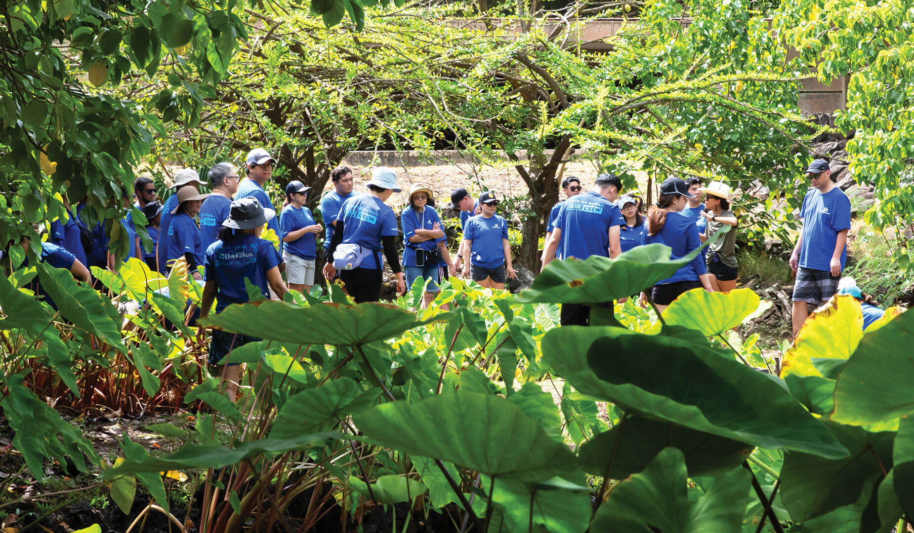 The Bankoh Blue Crew volunteered at Ka Papa Loi o Kanewai