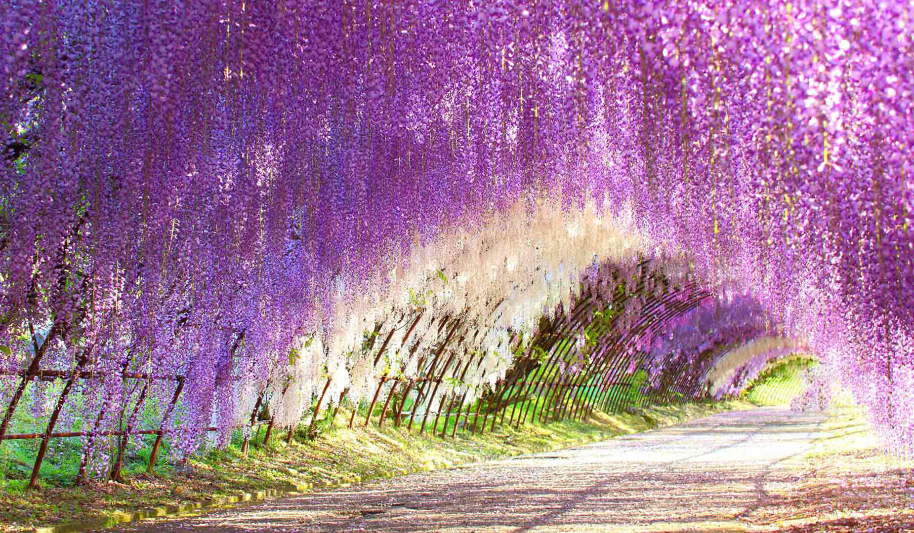 Kiwachi Wisteria 