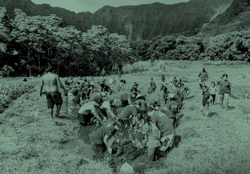 BOH Volunteers on Kalo Farm