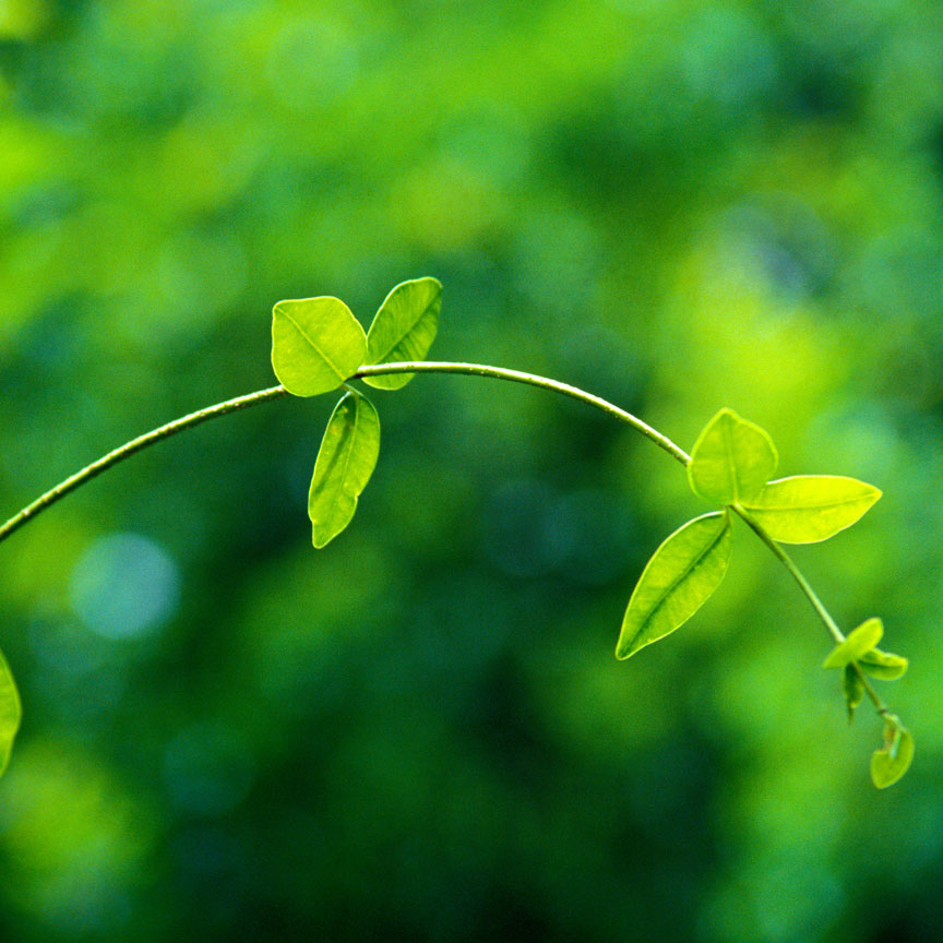 green leaf