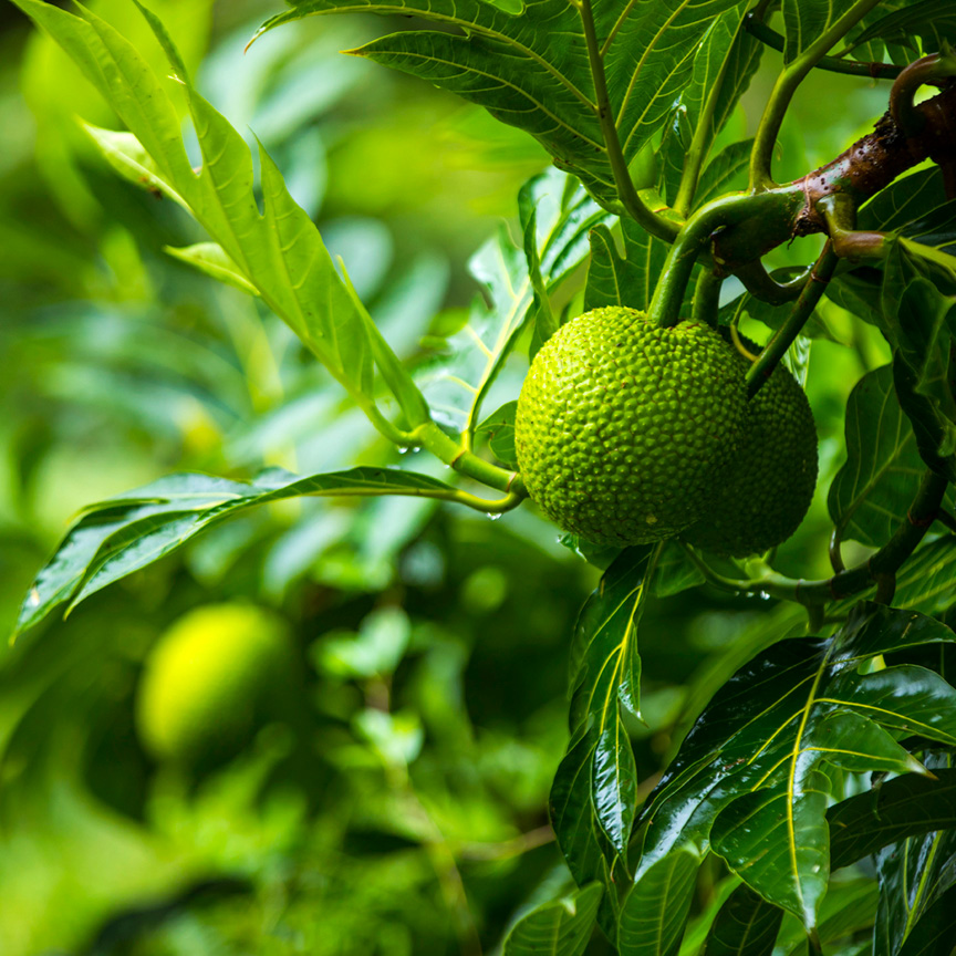 Breadfruit close up